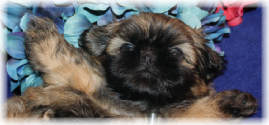 T-Amore Shih Tzu